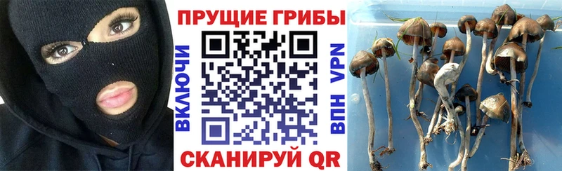Галлюциногенные грибы Psilocybe  Борисоглебск 